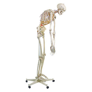 骨格模型紹介｜株式会社からだはうす｜からだはうす