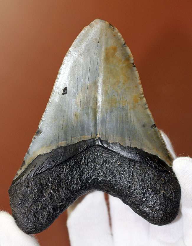 カーブ計測12cm超え、史上最大最強とされる肉食古代ザメ、メガロドン
