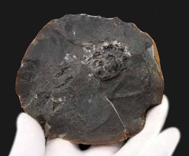 淡路島和泉層群で発見、およそ7000万年前のカニ、アーカオパス