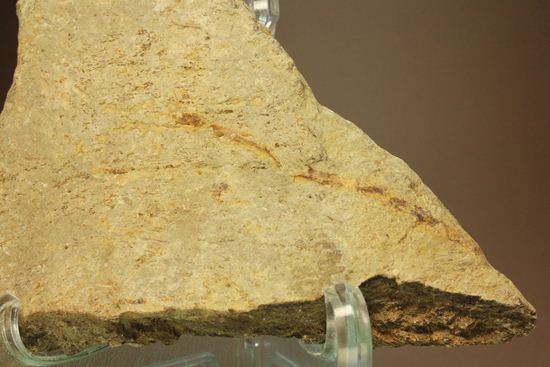 トリケラトプスのフリル化石 トリケラトプス 販売