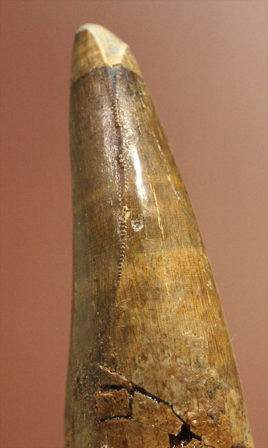 美麗で頑強！レックスの近縁種ダスプレトサウルスの大型歯化石