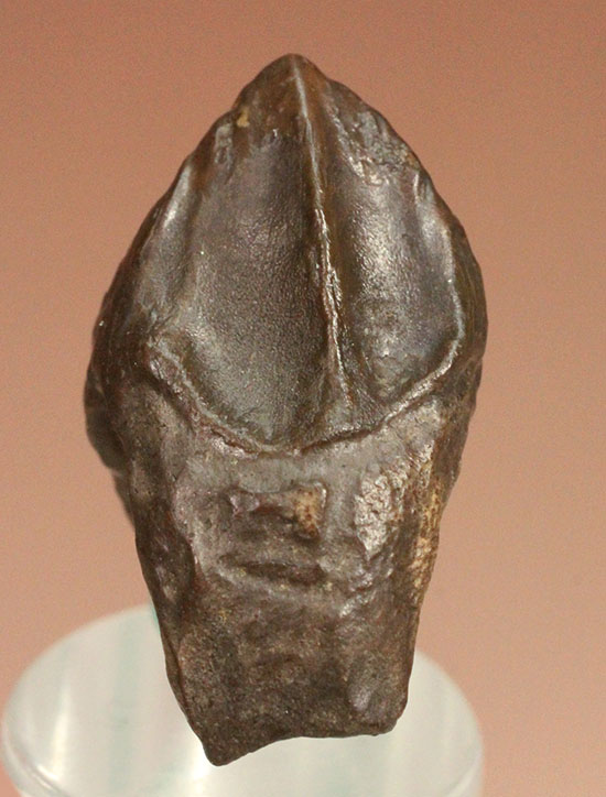 先端が欠けていない、かつ希少なダブルルートを持つトリケラトプスの歯