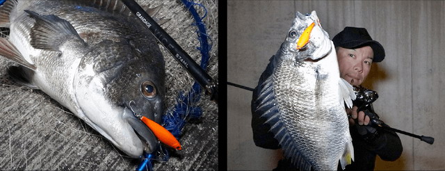 アピア（APIA） GEM5.5G 55mm/5.5g 【シーバスルアー専門店 キング