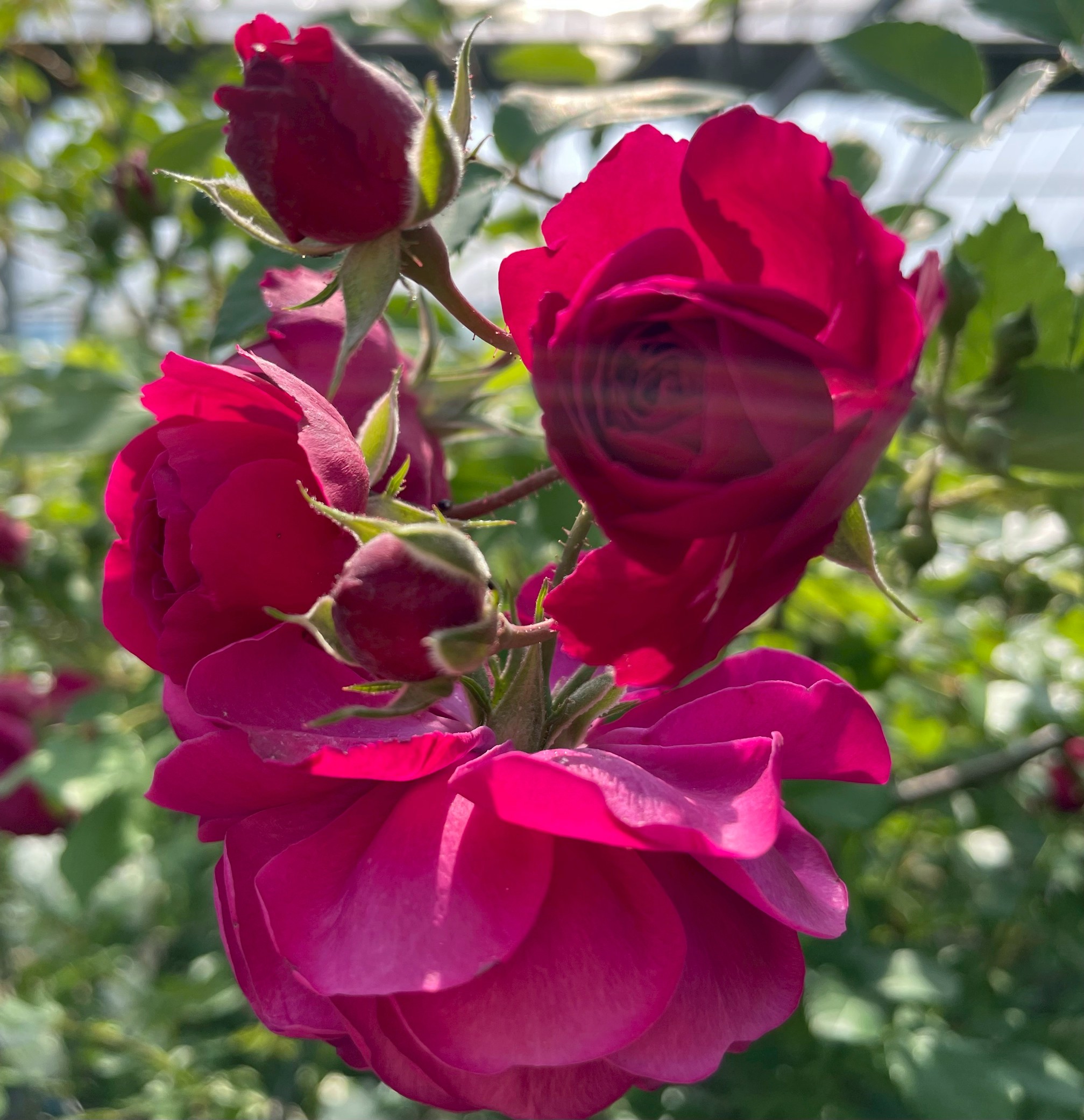 オールドローズ半つる強香バラ大苗 ジュノー Herb&Rose バラ苗販売