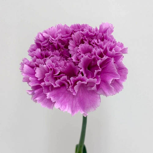 品種一覧｜花き｜みなみの特産物｜JA愛知みなみ（愛知みなみ農業協同組合）