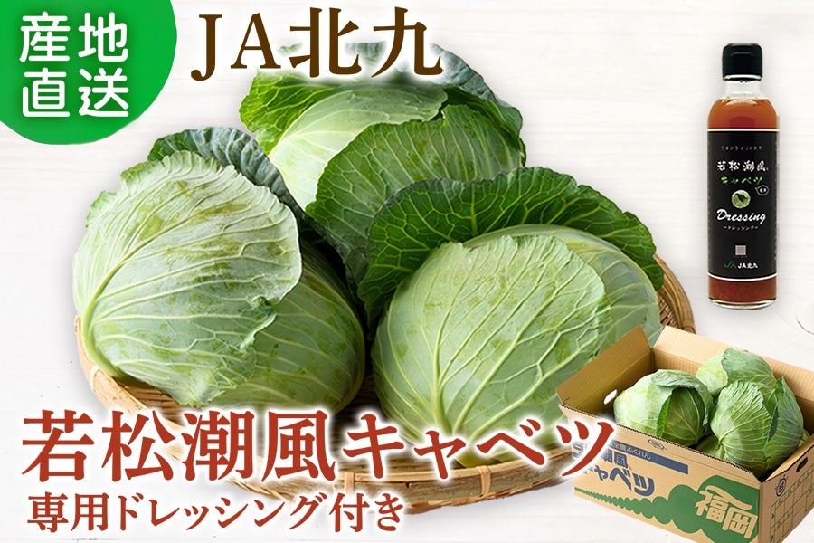 ◎JA北九【潮風が育てた】 若松潮風キャベツ（専用ドレッシング付き