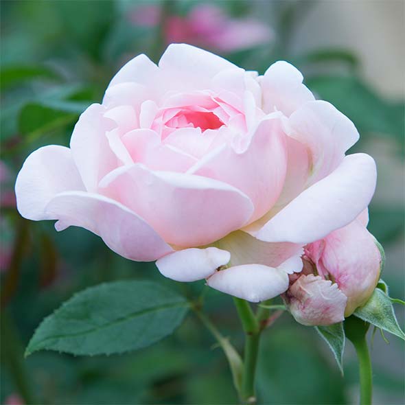 皇族の名を冠したバラ プリンセスローズ｜神宮ばら園