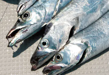 タチウオX 180 - 11,900円 : 海釣り、船釣り専門店の沖三昧 ,釣具販売