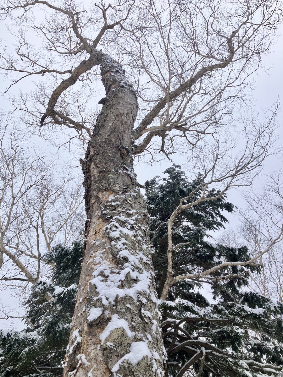 樹皮「ダケカンバ」🌳🔥 - 万座しぜん情報館
