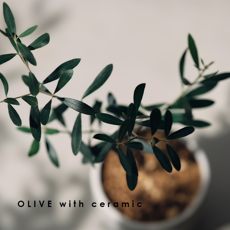 MEDEL GREEN ◇ オリーブ苗木 黒プラ樹脂鉢 専用ギフトBOX仕様 ◇ BOX