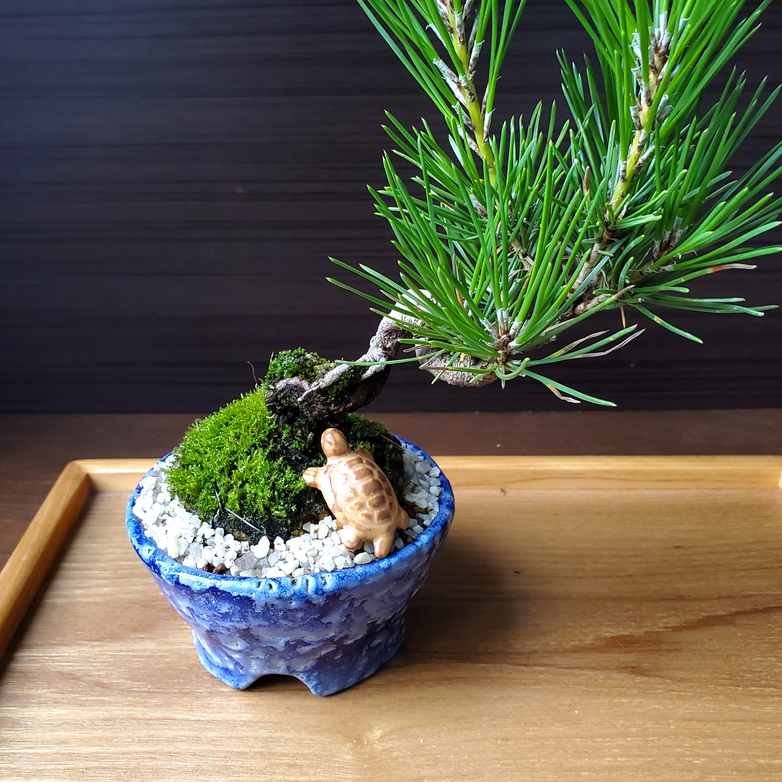 添配や盆景に【ミニチュア 亀（小）】かめ カメ kame KAME 枯山水 苔