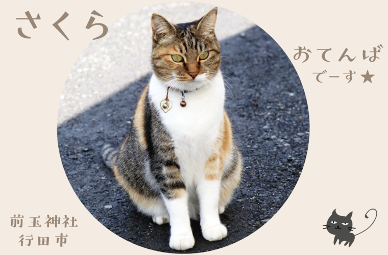 行田市☆前玉神社のネコちゃん｜埼玉県北部のネコちゃんをご紹介します