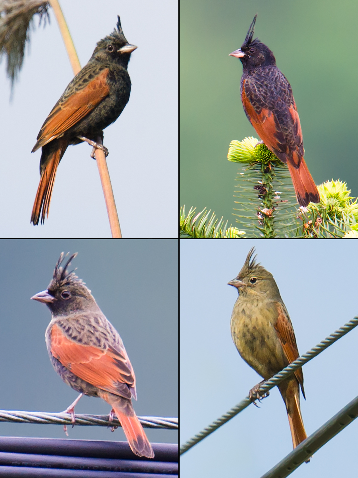 Crested Bunting Photos - Shanghai Birding 上海观鸟