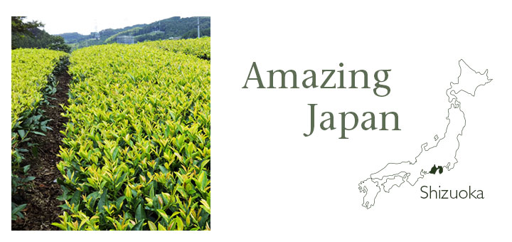 国産紅茶 茶葉 静岡 金谷 セカンドフラッシュ 2023年 井村園
