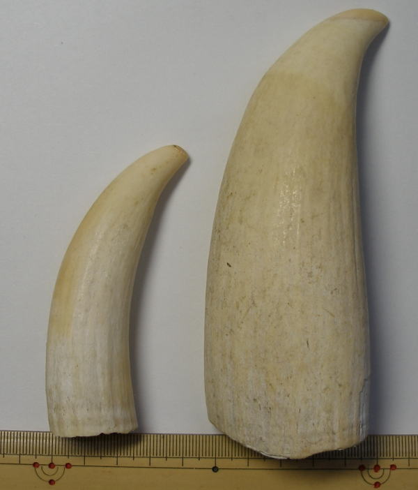 マッコウクジラ歯原材料（各左右マッコウ鯨牙の原材料）
