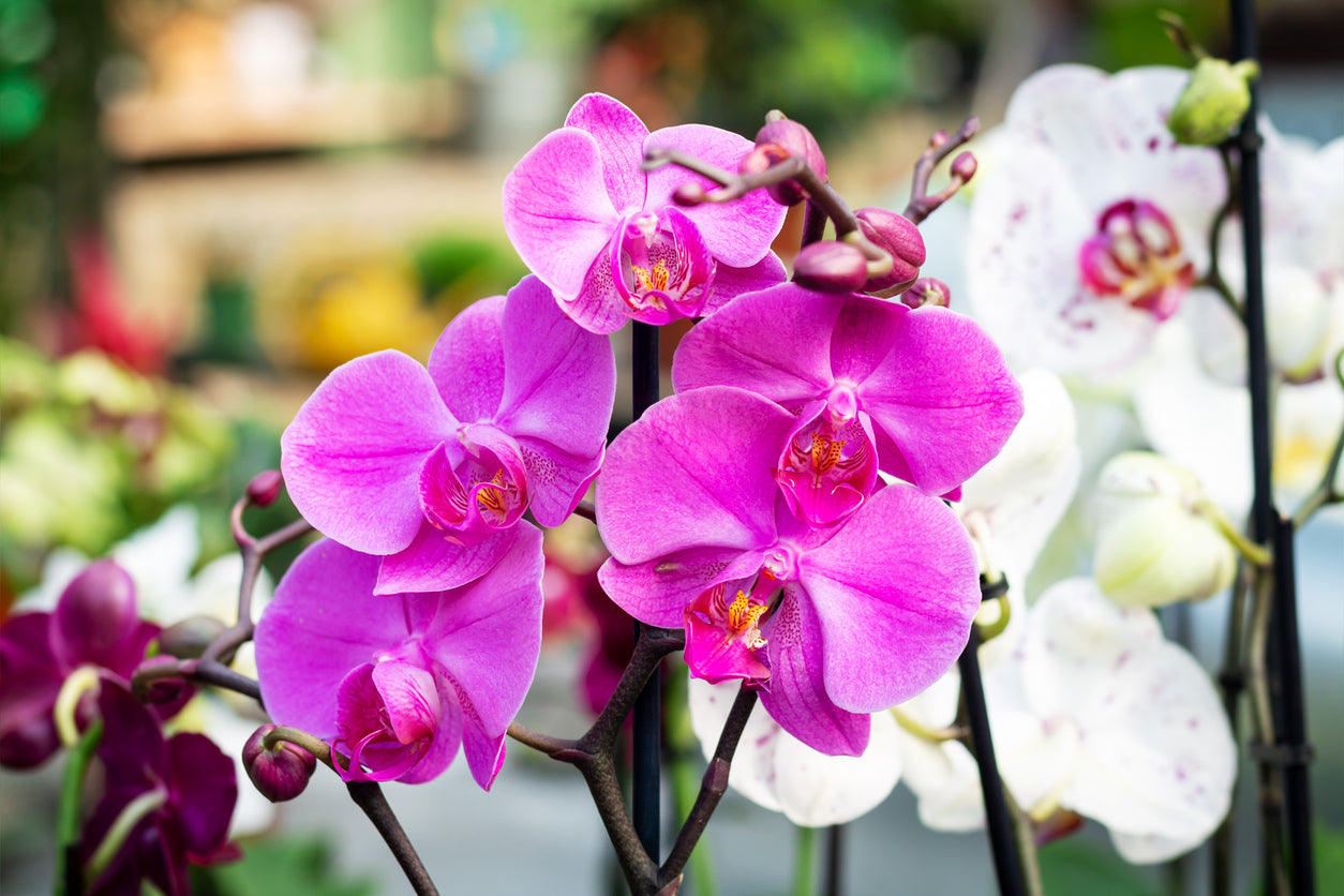 Phalaenopsis Monterey Dark Imperial Orchid Potting Mix – rePotme