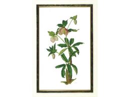 ボタニカルアート(植物画) 文化教室 札幌サンプラザ｜札幌市北区 公共