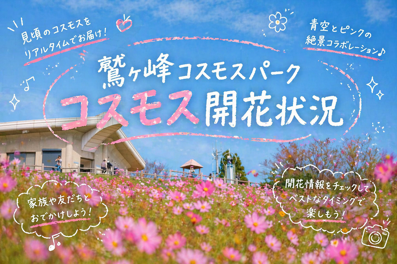 鷲ヶ峰コスモスパーク開花状況【2025年最新版】｜特集｜和歌山県公式