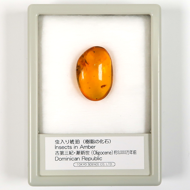 虫入り琥珀（Insects in Amber）｜化石販売・鉱物販売の東京サイエンス