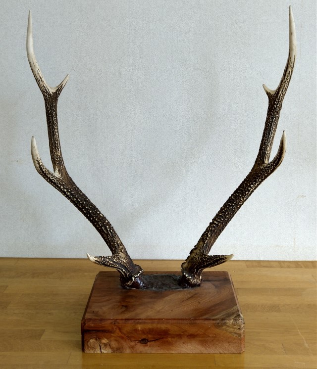 鹿の角 6本セット 楽天市場】【ふるさと納税】角付き鹿スカル / スカルトロフィー 鹿