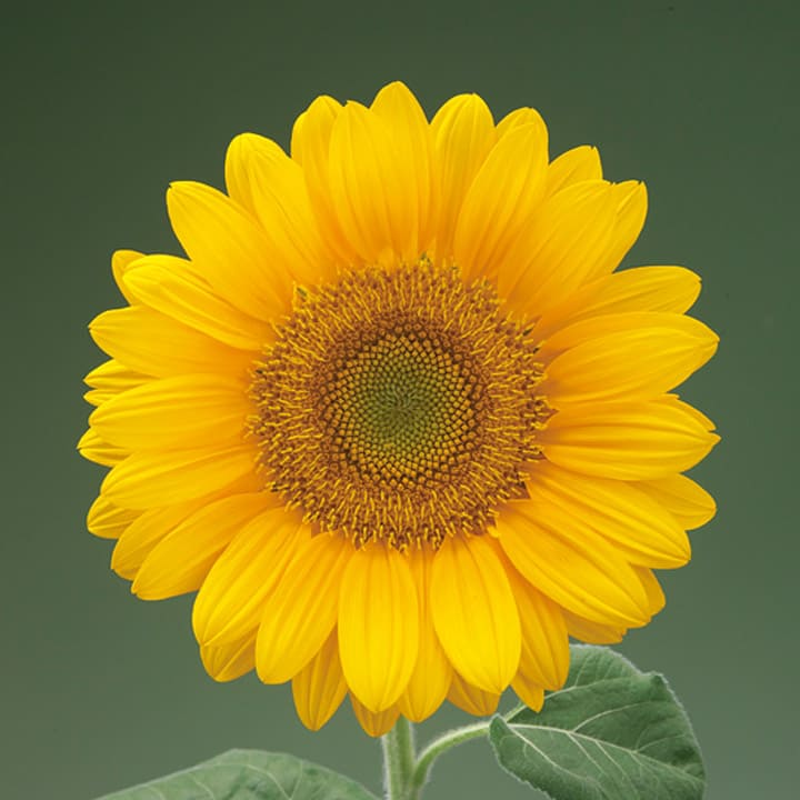 ひまわり ｜ 品種カタログ ｜ 調べる ｜ タキイ種苗株式会社