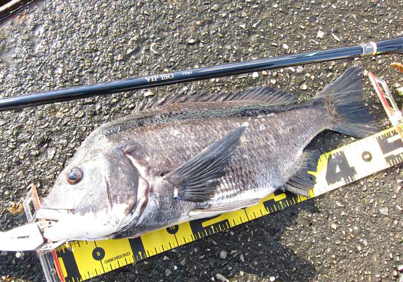 ダイワ VIP ISO AGS TYPE I - フカセでチヌ！