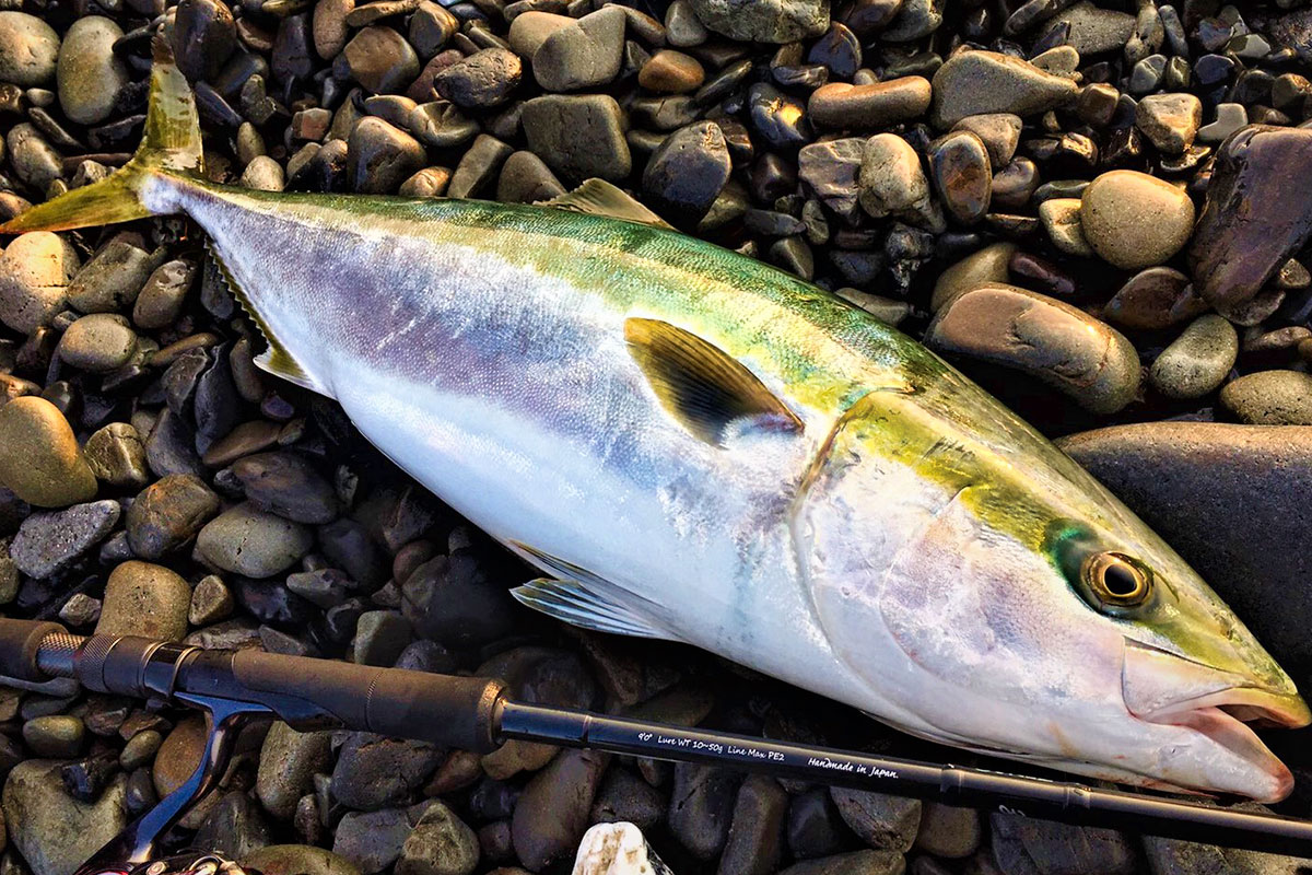 PLAISIR ANSWER - ZENAQ | Official-Web