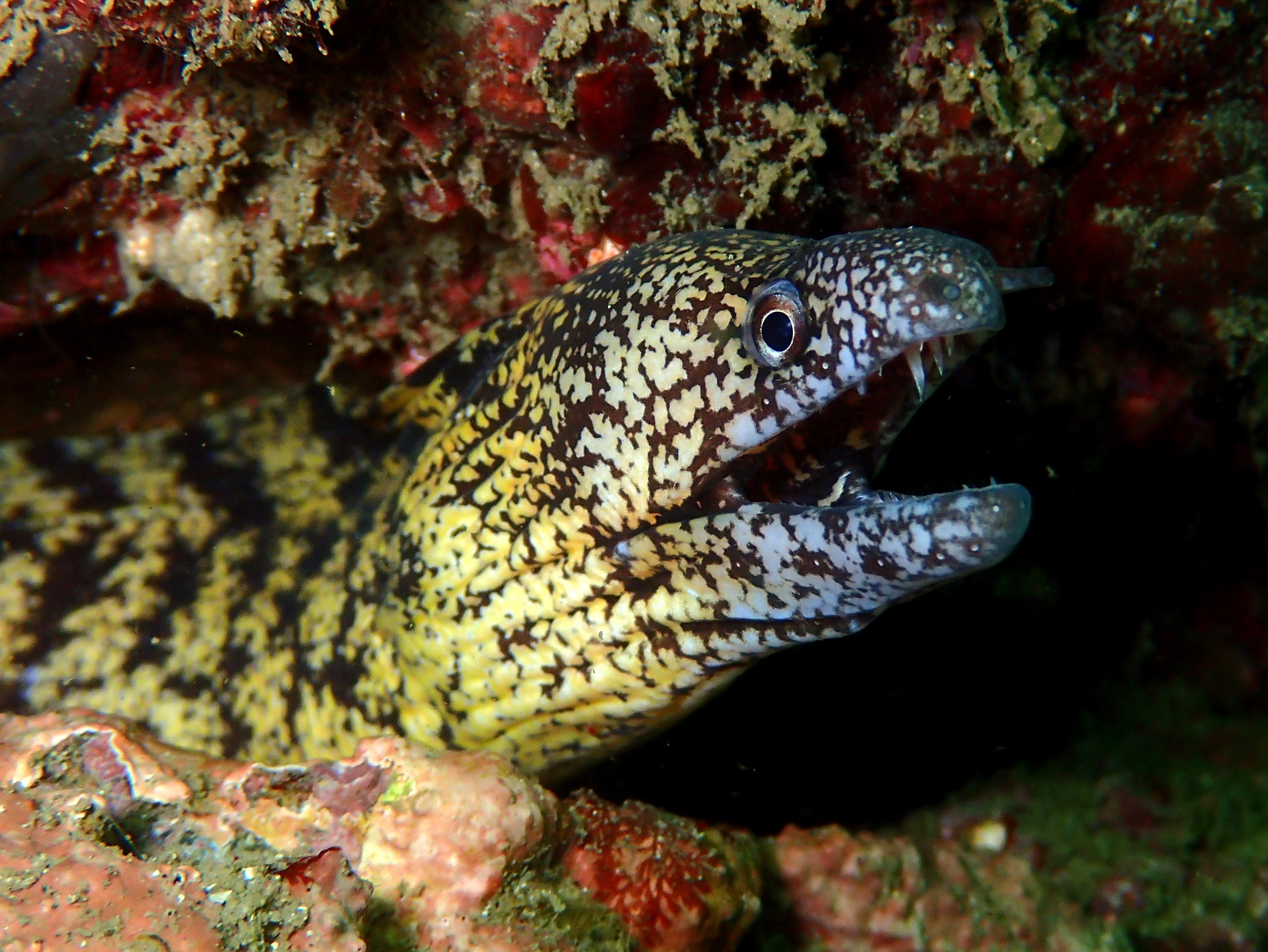 ウツボ - WEB魚図鑑