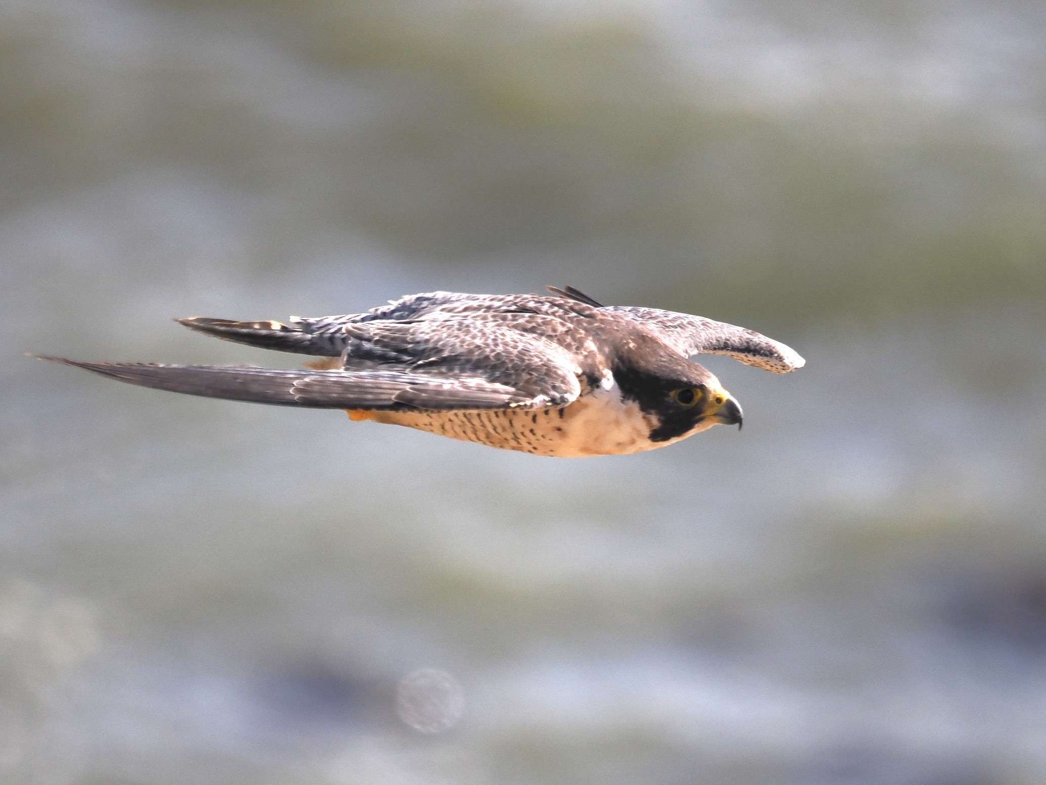 アメリカハヤブサ - 日本の野鳥識別図鑑