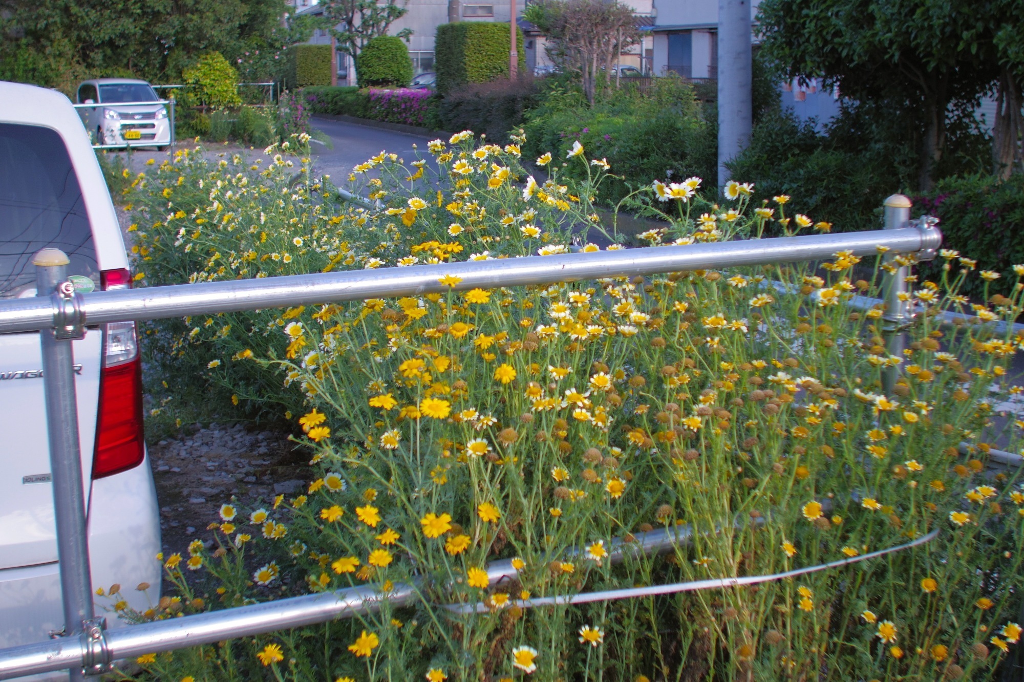 第三十三號 Schneider-Kreuznach Cinegon 1:1.8/10 + PENTAX Q-S1