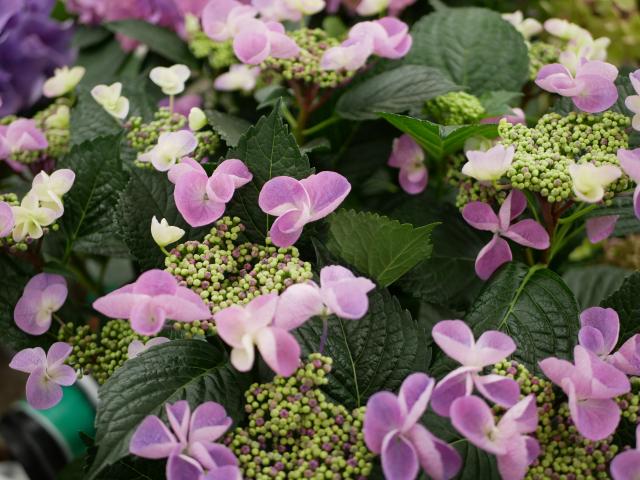 あじさい続々と入荷中｜インテリアグリーンとギフト プランツ