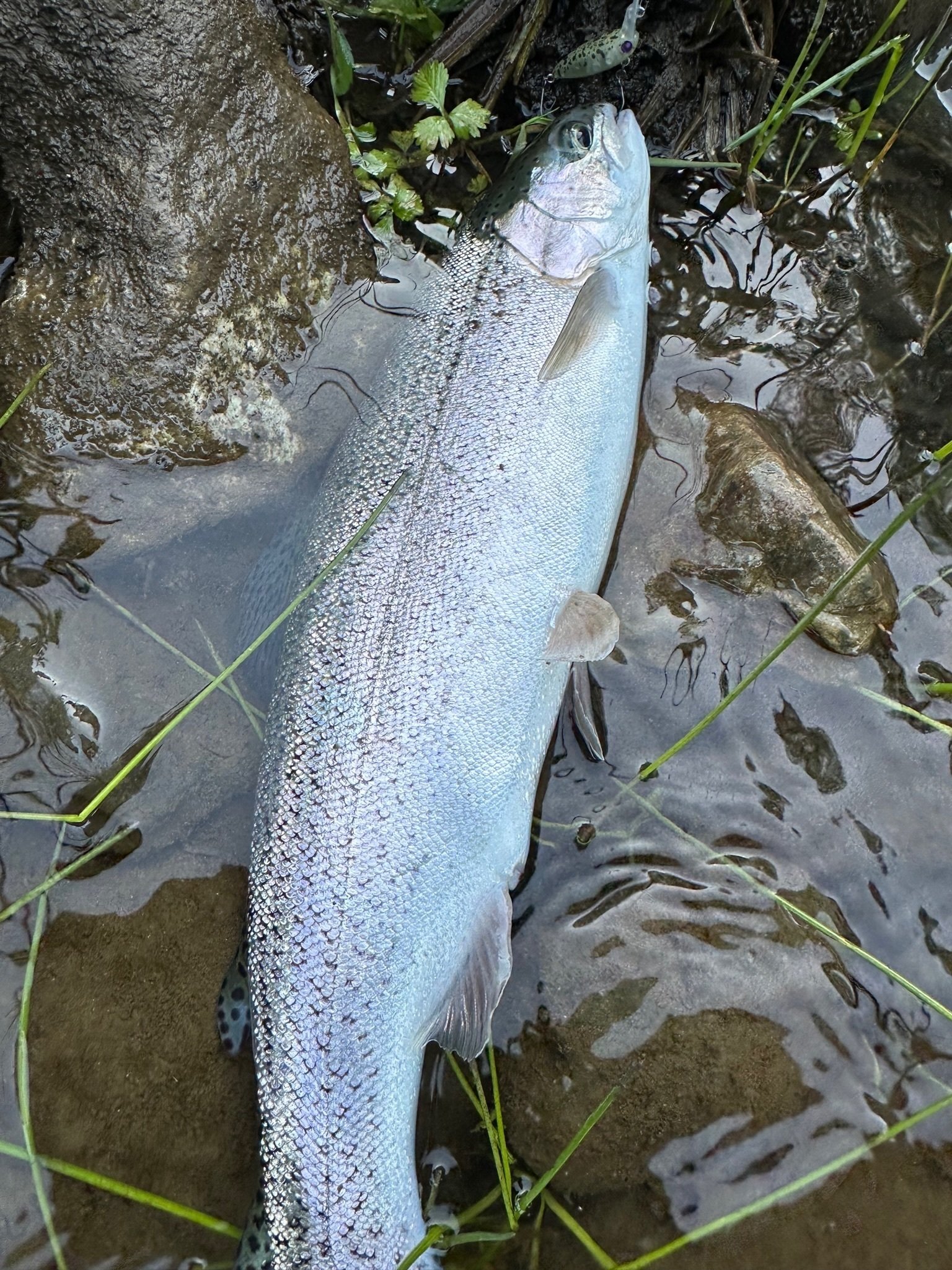 エリアトラウトの革新的ルアー・ロデオクラフト【ウッサXS】【ウッサS