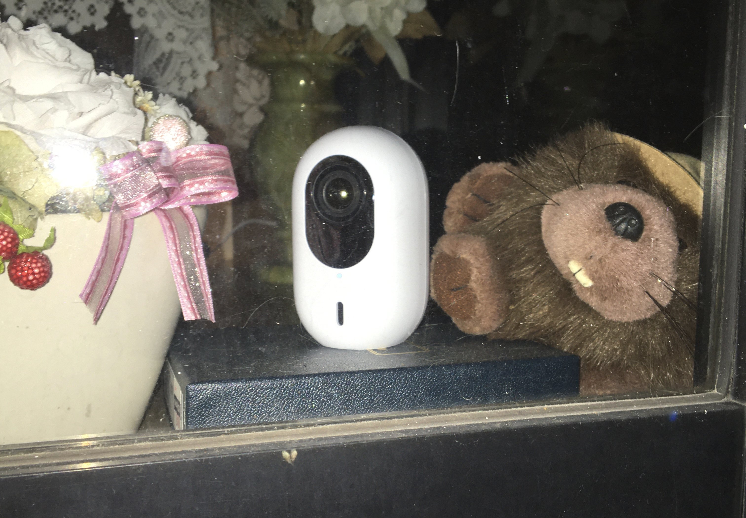 レビュー】猫の見守り用にAIカメラを導入！ Ubiquiti製品を使った猫