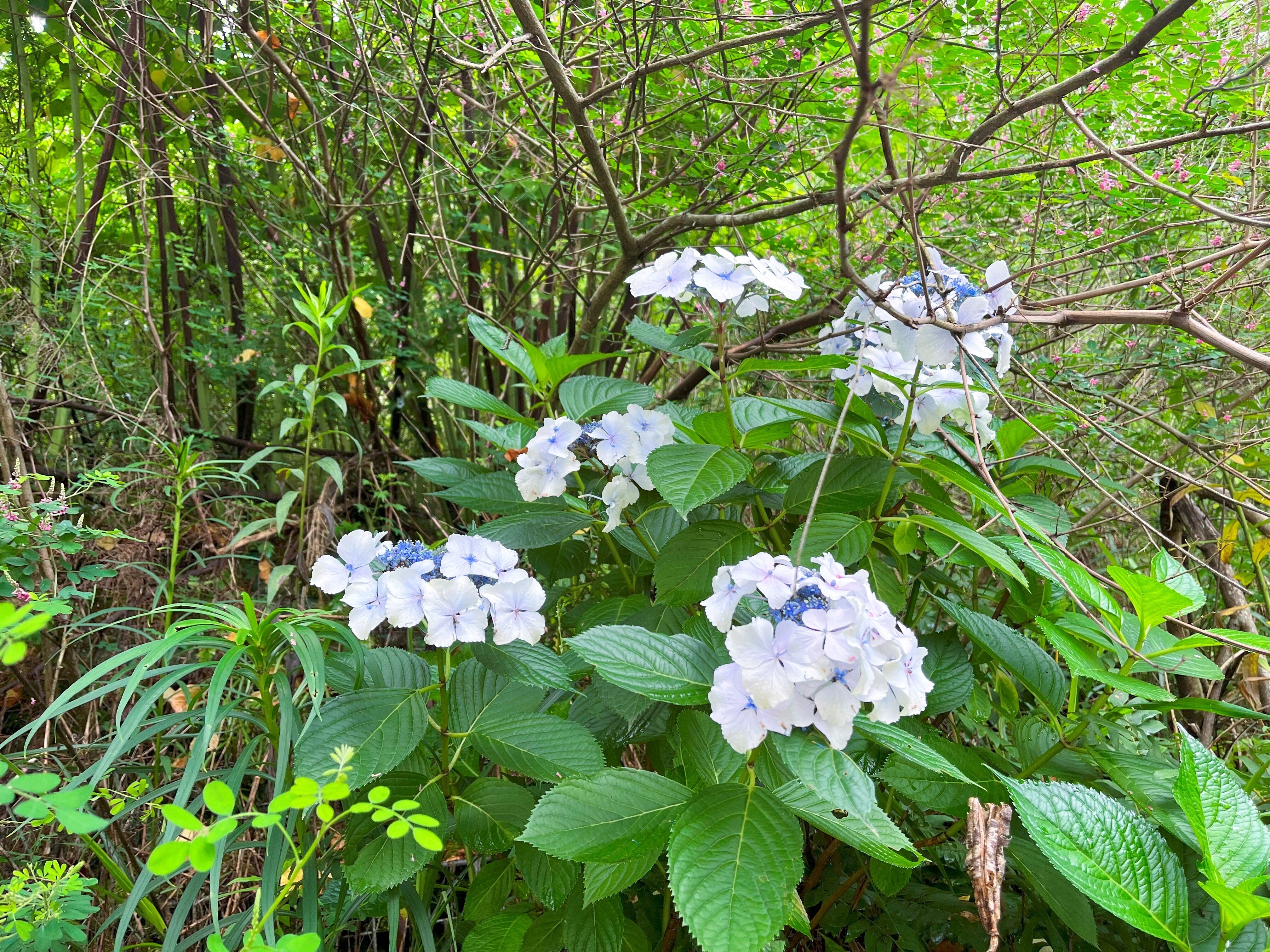道端に咲く紫陽花まとめ2024 part2｜かぼちゃかべ