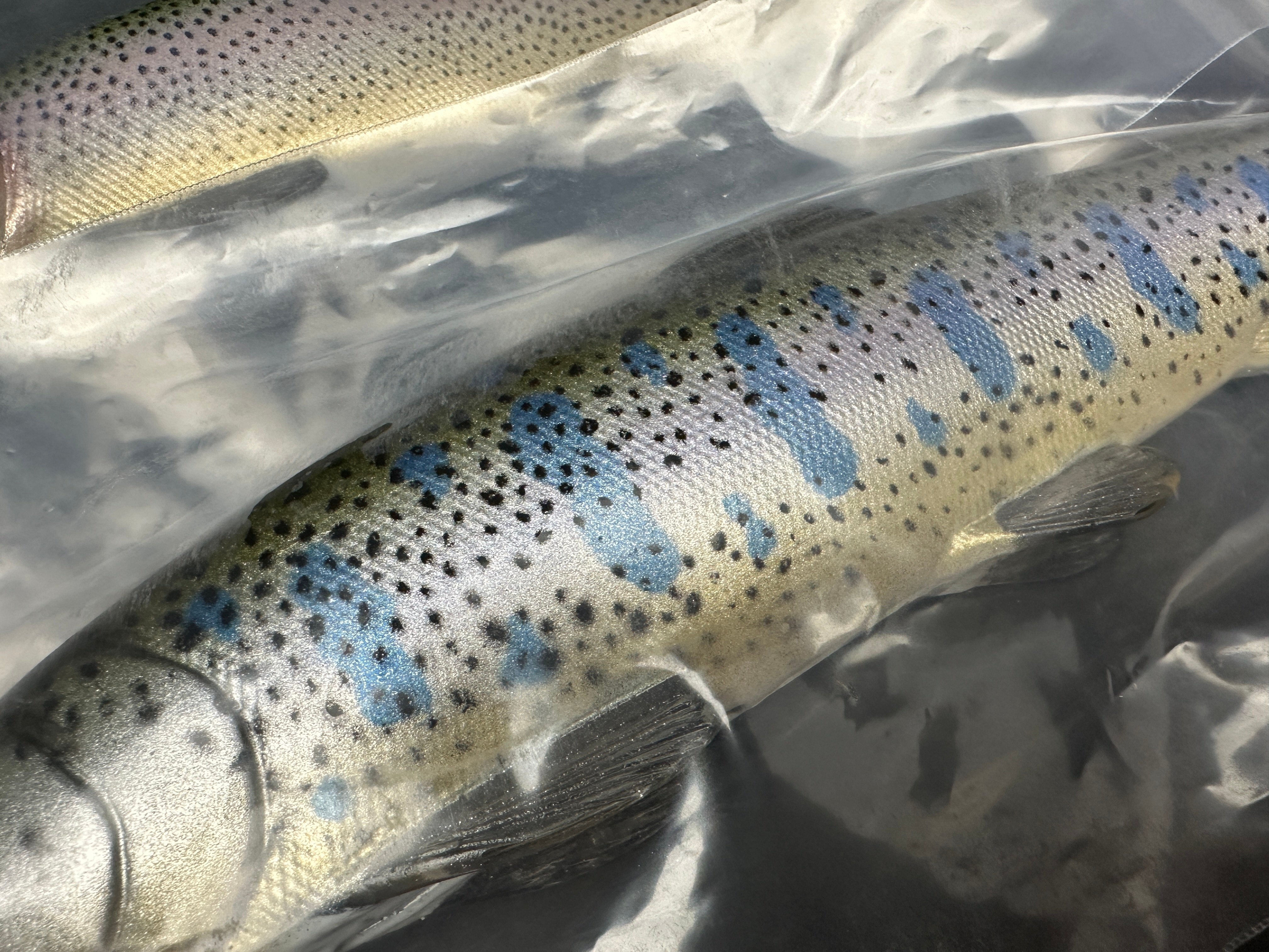 入荷速報】Nate's Baits「12インチ Line Through Trout」登場