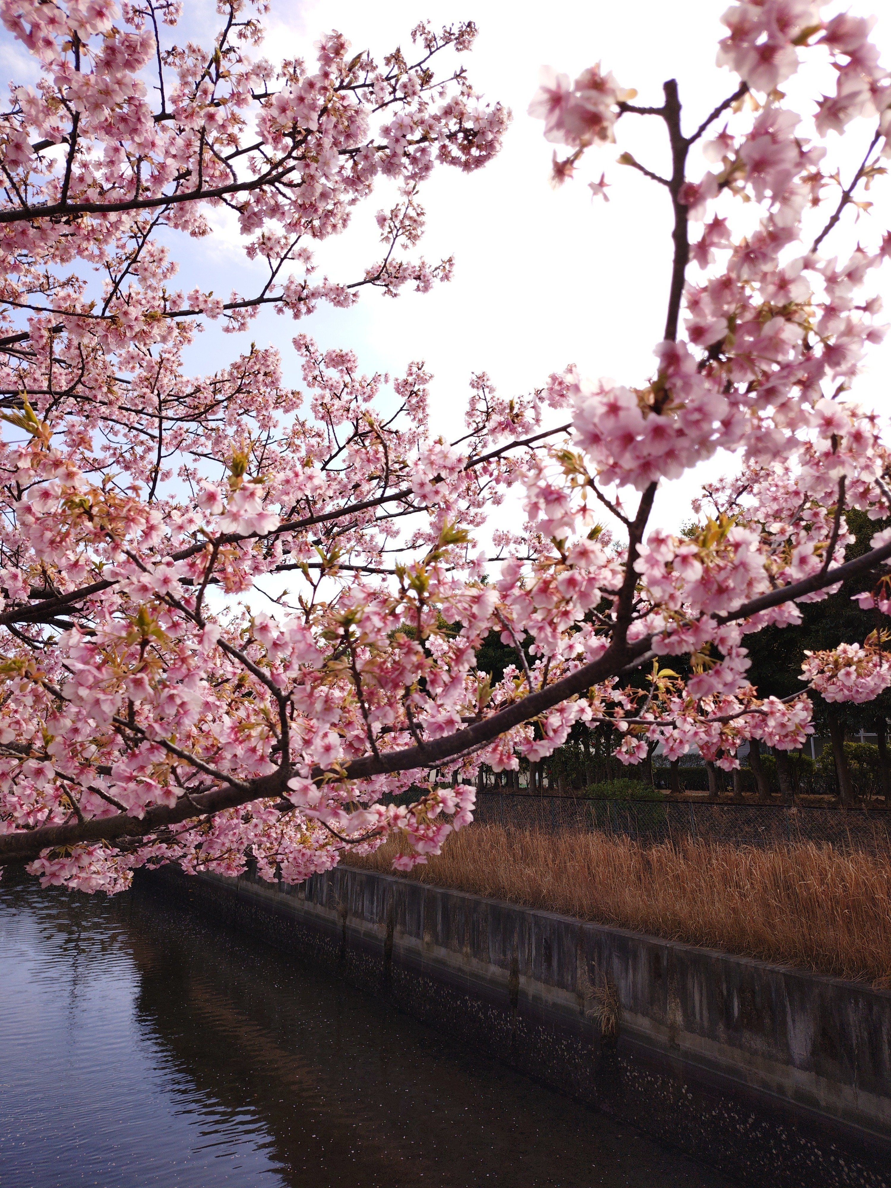 室内で花見をした頃】｜さまうま
