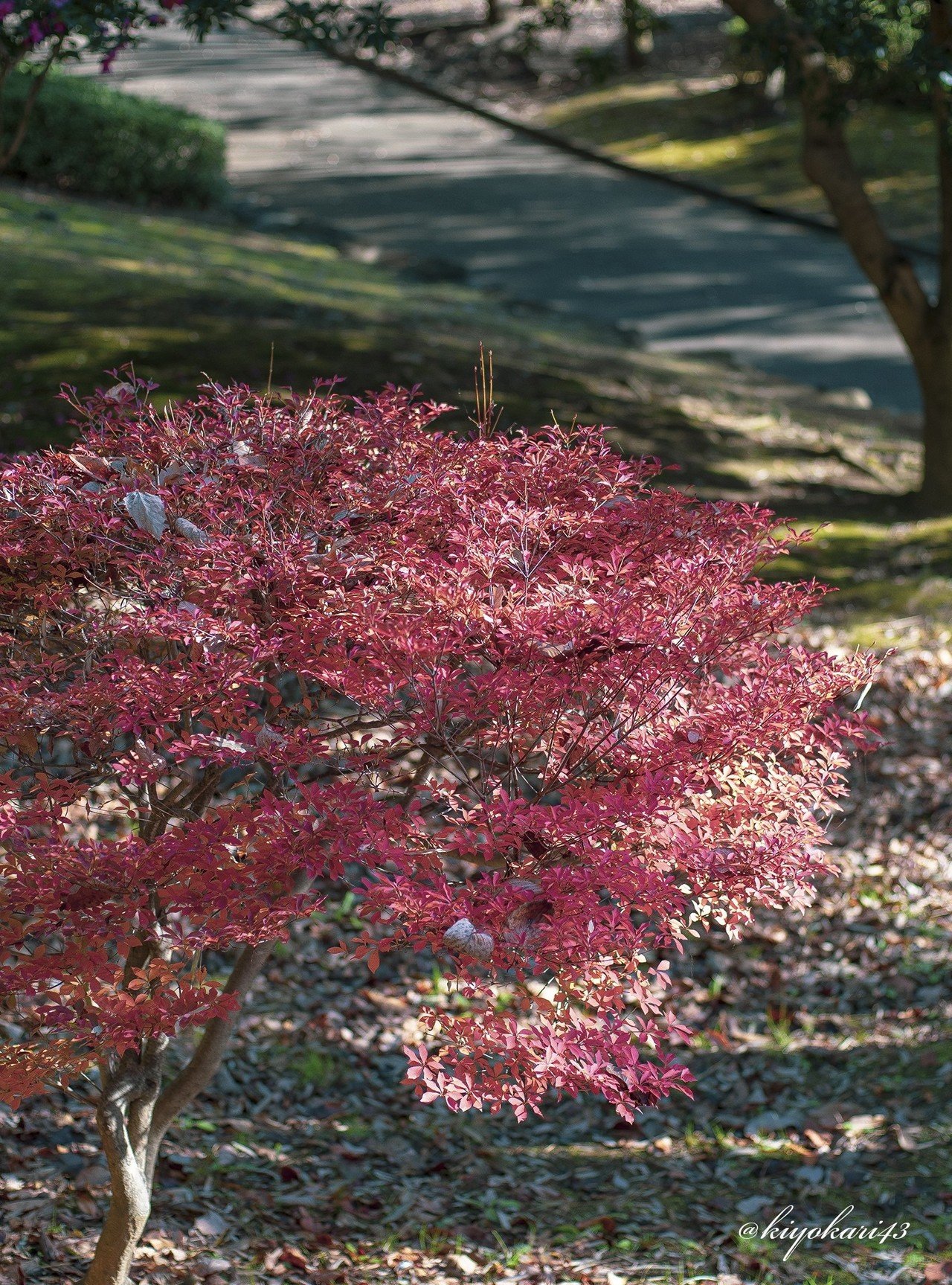 バブルボケ狙えちゃうかもよ！人気のないMINOLTA NEW MD 50mm F1.4の