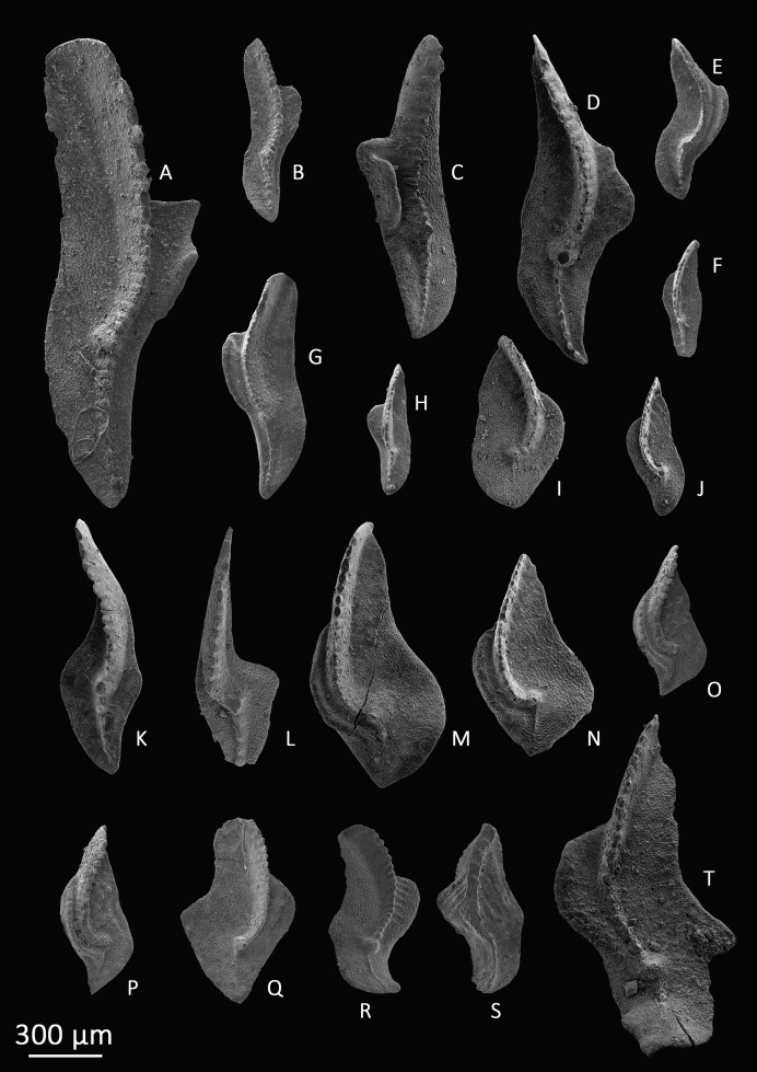 Latest Devonian–Early Mississippian conodont biostratigraphy in