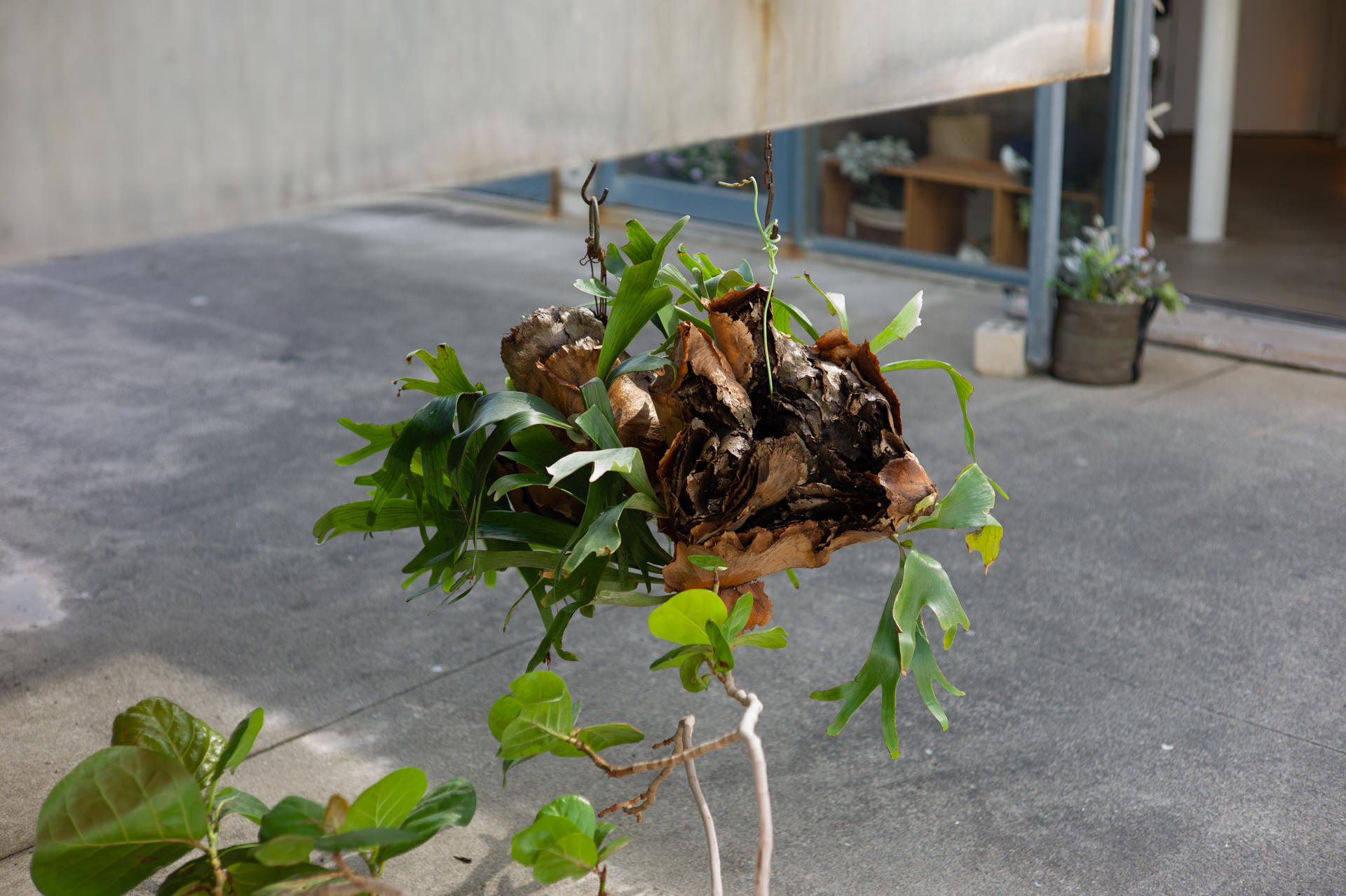 ライカレンズは研磨で性能は変わる？山崎光学写真レンズ研究所へ行っ