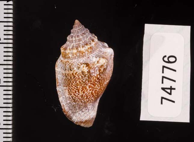 フトスジムカシタモト(ヒダトリガイ) - 美貝 BIGAI