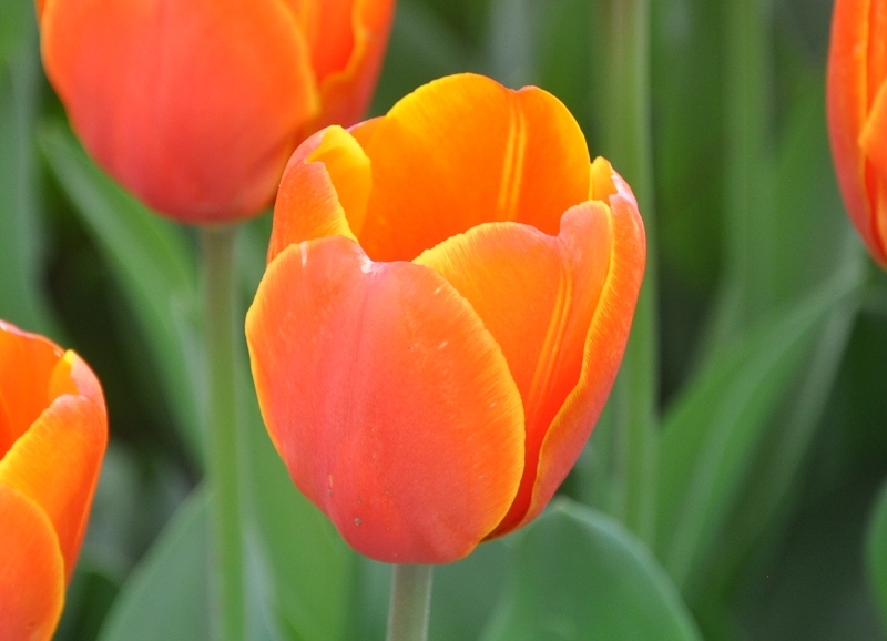 トリプル A ( Triple A ) | チューリップ アルバム