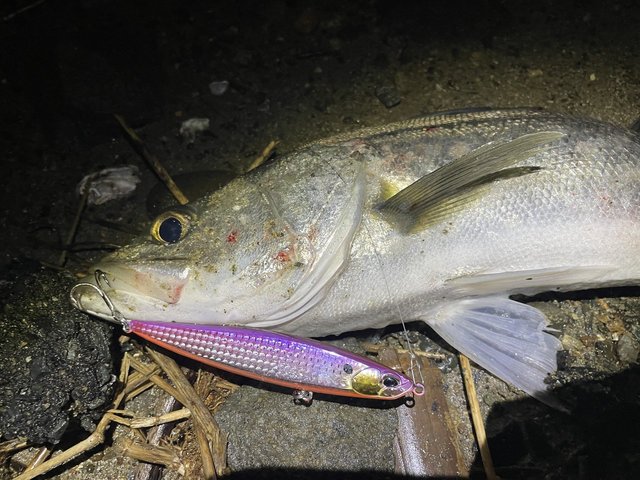 ダイワ スピニングリール 22イグジスト LT4000-XH(LT4000-XH): リール