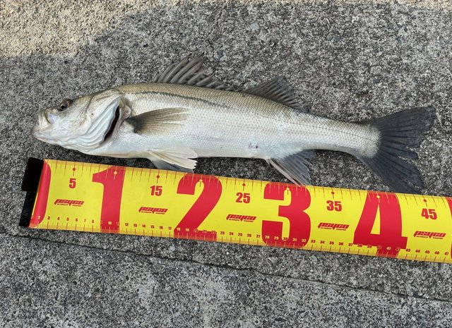 ダイワ シーバスロッド ラテオ 96M・K(スピニング 2ピース)【大型商品