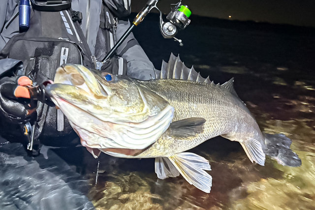 ダイワ スピニングリール 24セルテート LT4000-CXH(LT4000-CXH