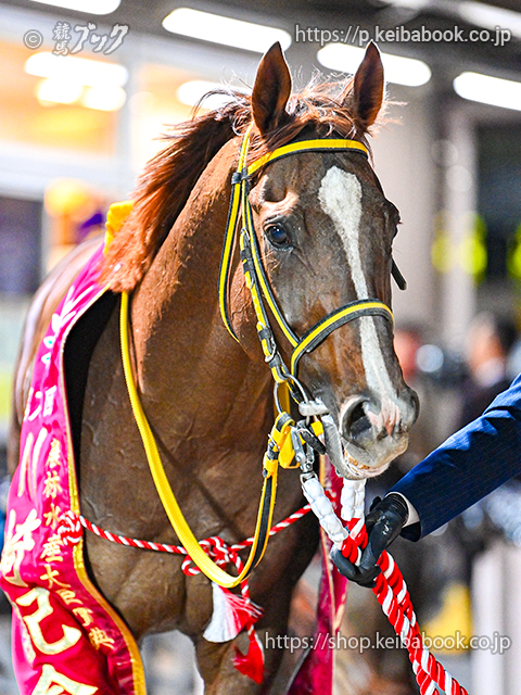 メイショウハリオが引退、種牡馬に | ニュース | 競馬ブック
