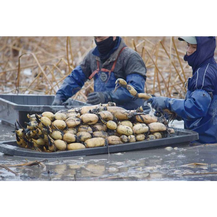 サンポリ れん楽船 レンコン収穫資材の通販｜その他の園芸・農業資材