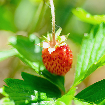 ワイルドストロベリー／Wild Strawberry｜スパイス&ハーブ検索