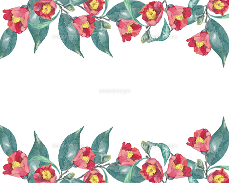 水彩の椿の花フレームのイラスト素材 [FYI04606787] | ストックフォト