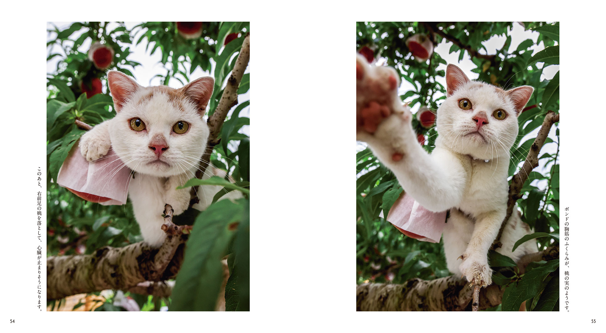 IWAGO'S BOOK⑨『ボンド 桃農家のねこ』 | 株式会社クレヴィス