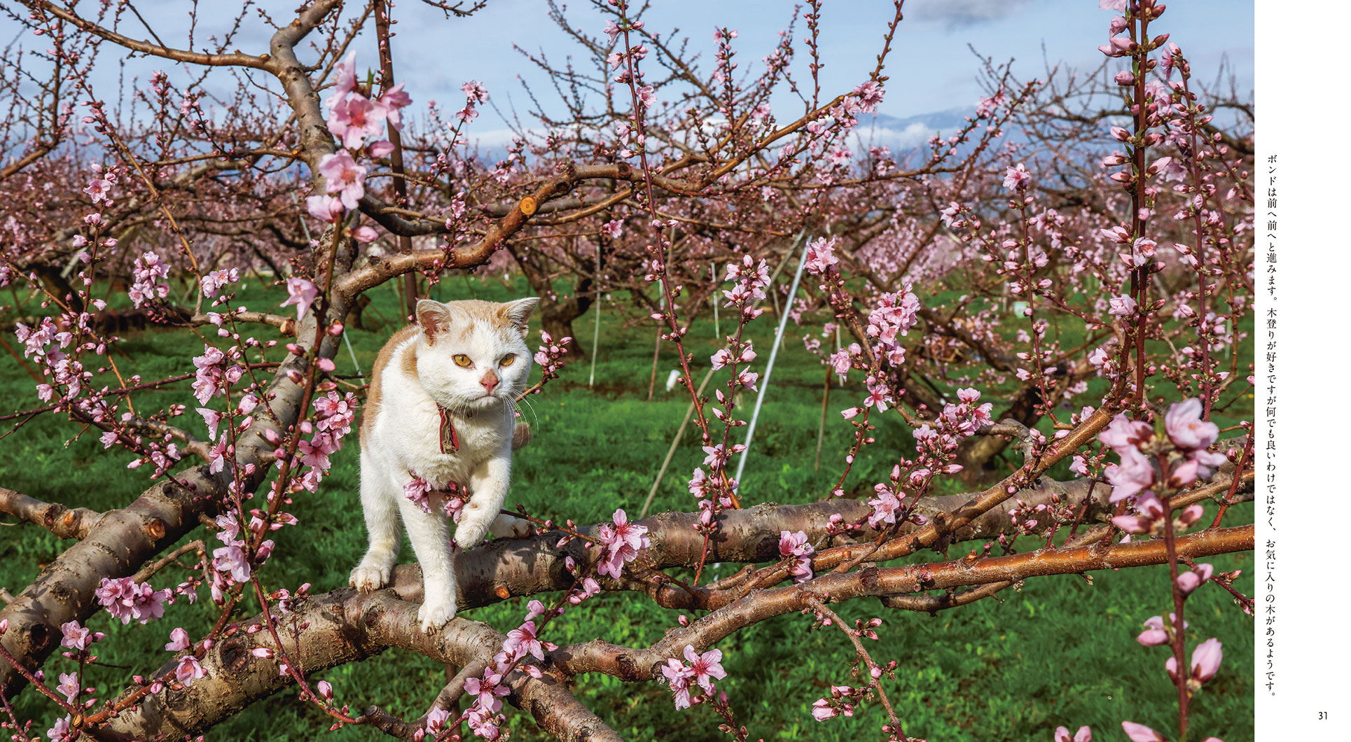 IWAGO'S BOOK⑨『ボンド 桃農家のねこ』 | 株式会社クレヴィス